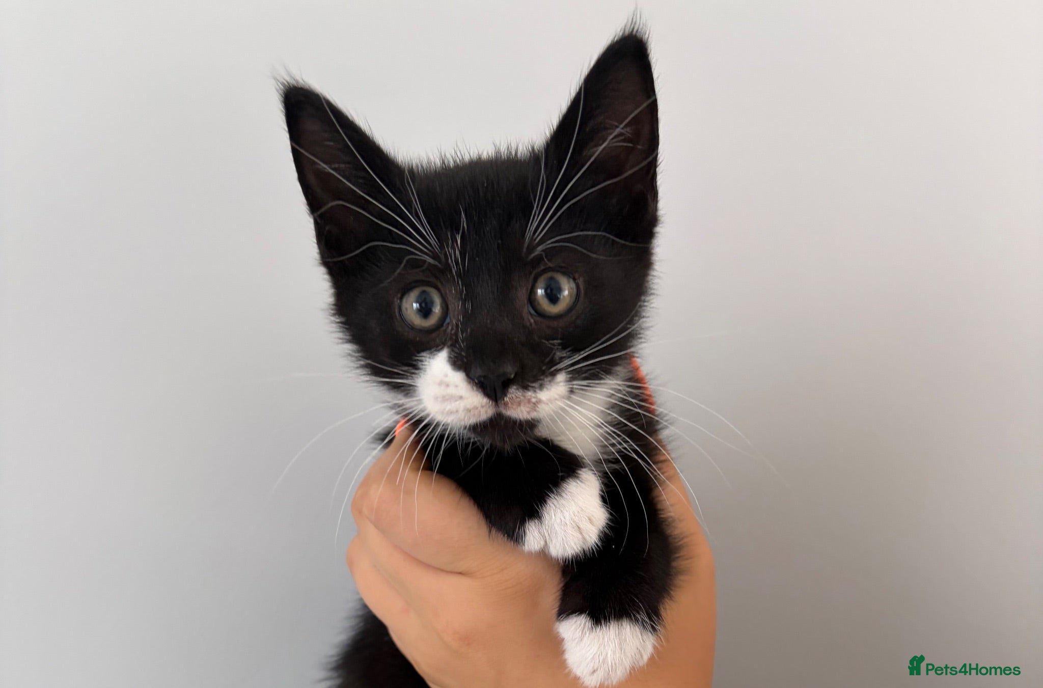 Mixed Breed cats READY NOW Siamese cross kittens  - Advert 2