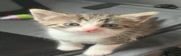 Norwegian Forest Cat cats for sale: Two female Norwegian Forest kittens  in Blyth - Advert 9