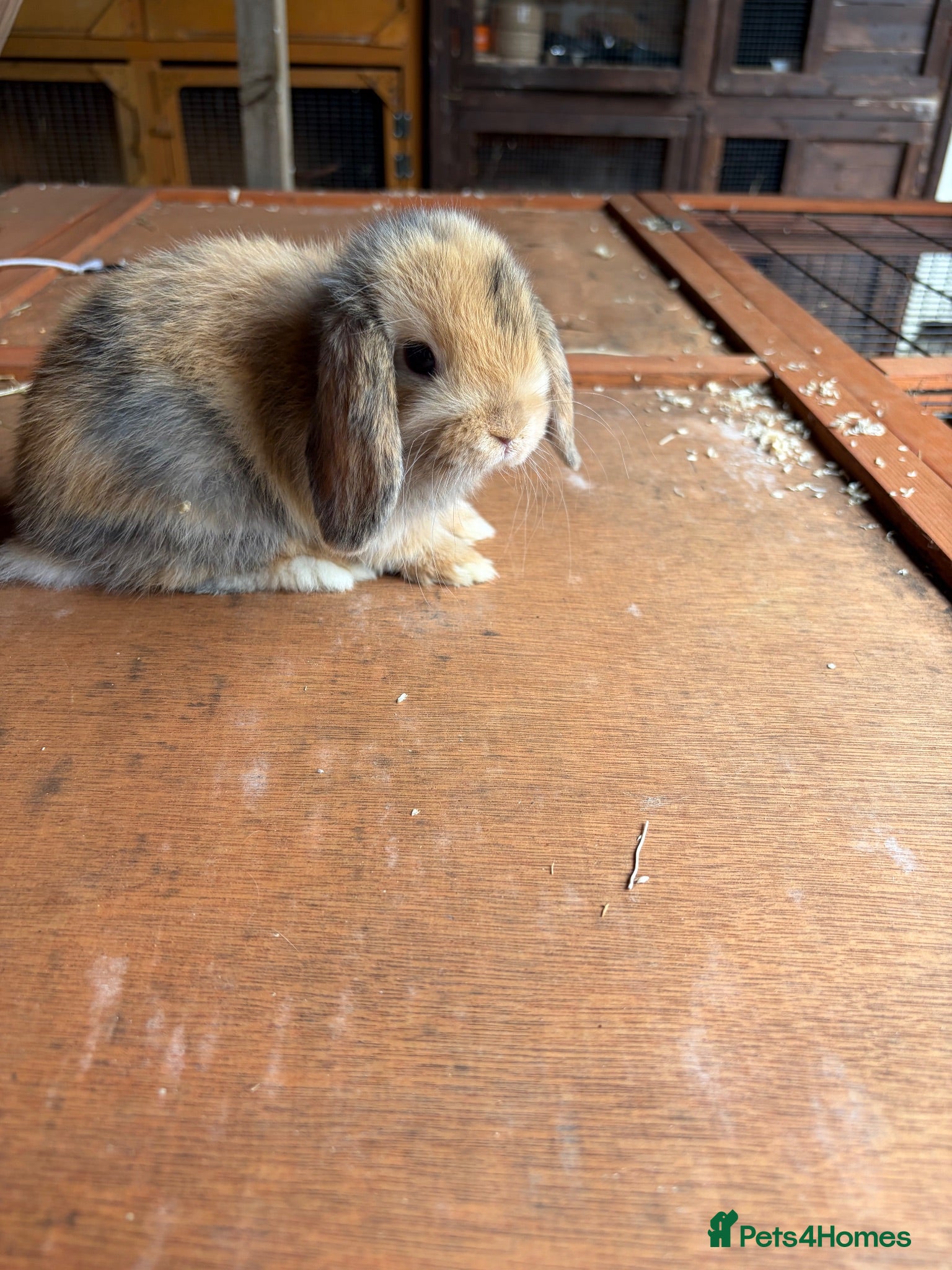 Mini Lop rabbits Mini lop baby rabbits - Advert 2