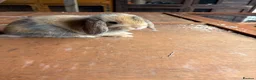 Mini Lop rabbits for sale: Mini lop baby rabbits - Advert 2