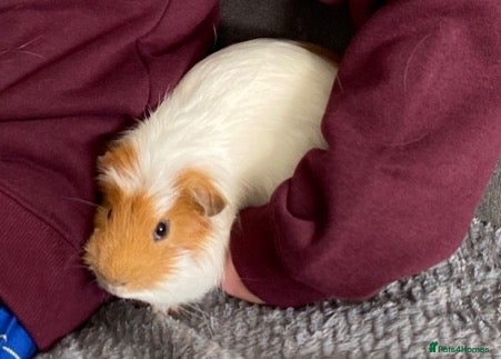 Guinea Pig rodents for sale: Biscuit needs a loving home  - Advert 1