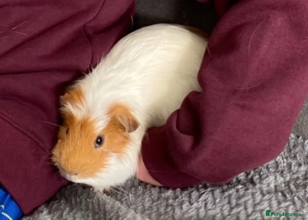 Guinea Pig rodents for sale: Biscuit needs a loving home  in Coatbridge - Advert 1