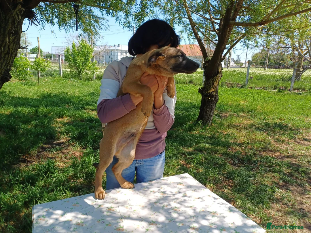 Mixed Breed dogs for adoption: BLUE, a Lovely Puppy Boy - for a Loving Home in Nottingham - Advert 7