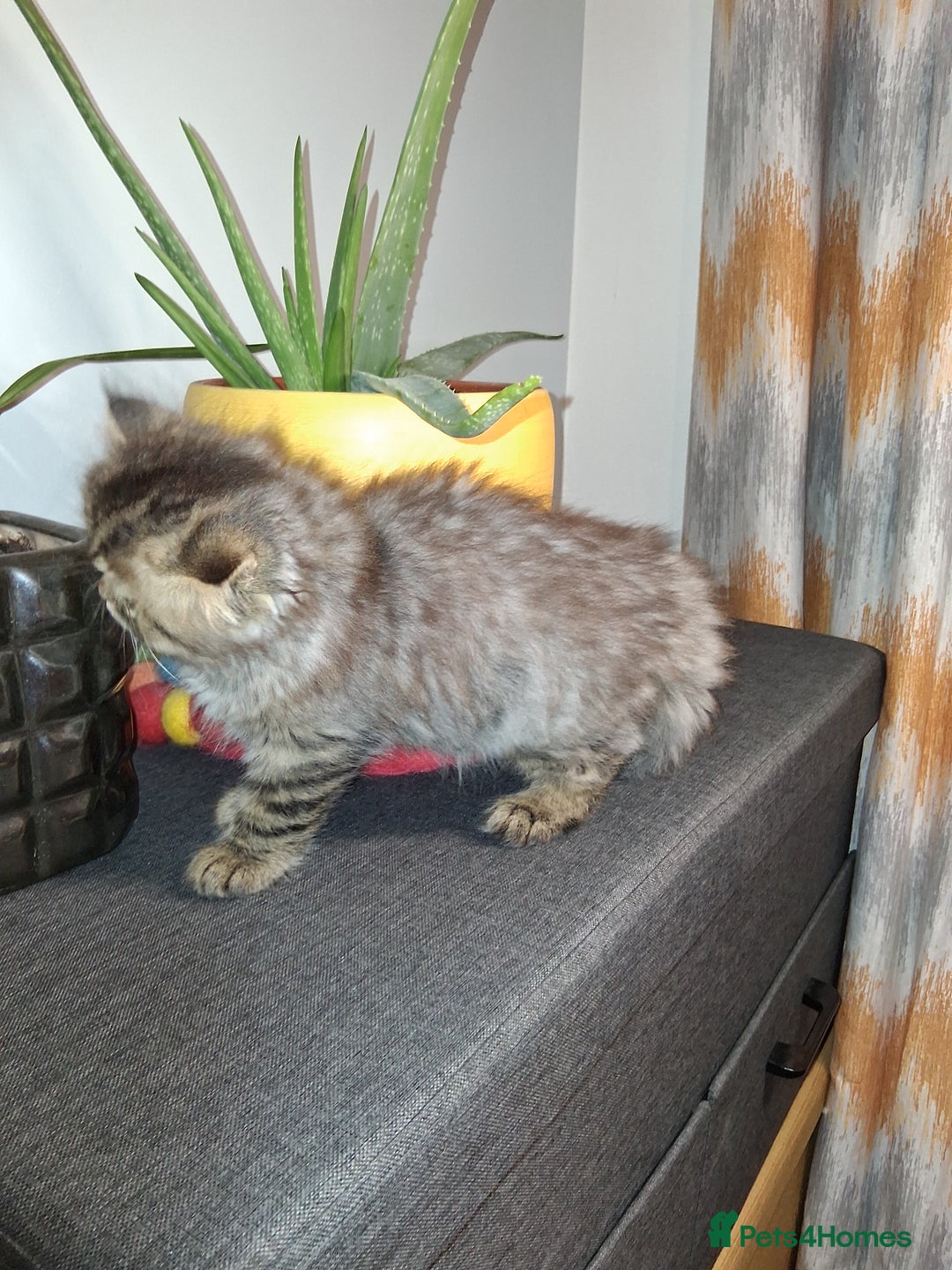 Persian cats for sale: Adorable pure Persian  - Image 13