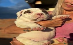 Olde English Bulldogge dogs for sale: Olde English Bulldogge Puppy Ready To Go - Image 5
