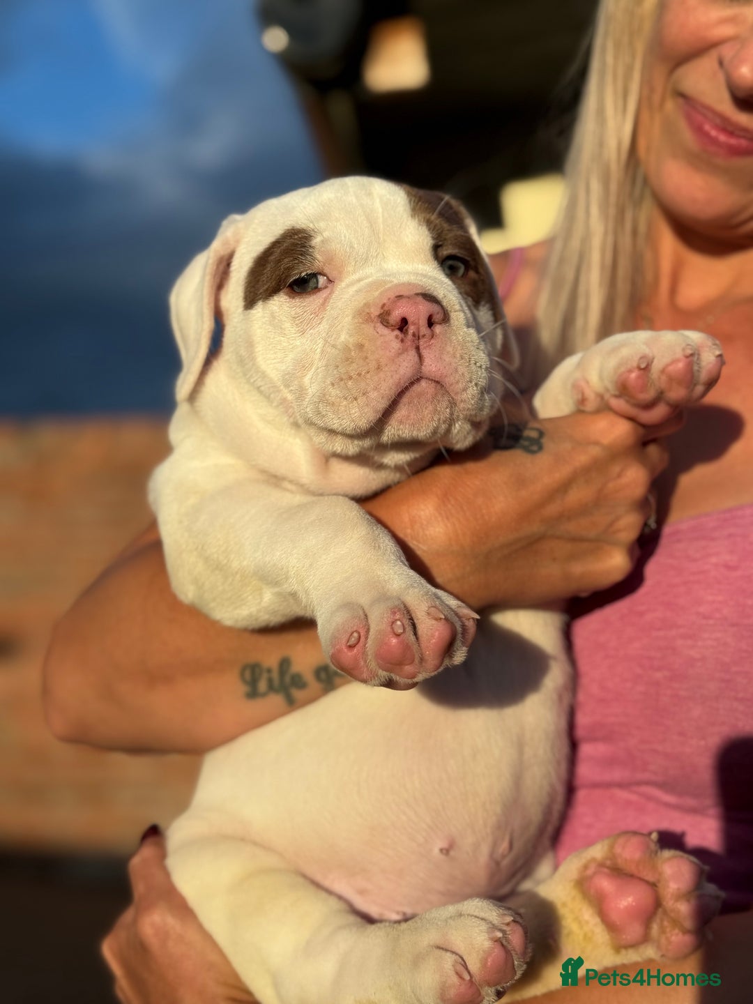 Olde English Bulldogge dogs for sale: Olde English Bulldogge Puppy Ready To Go - Image 5