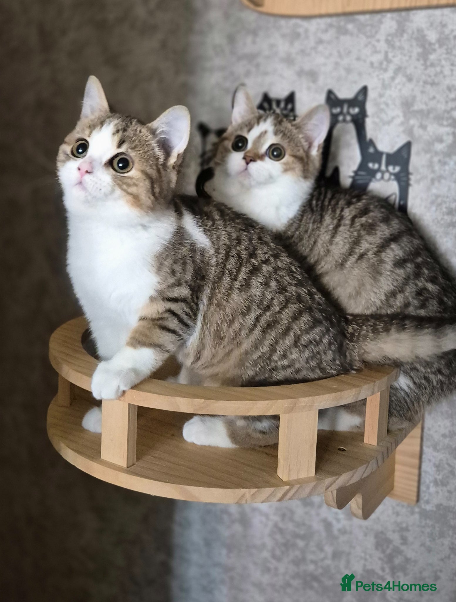 British Shorthair cats TICA reg. British Shorthair kittens ready now  - Advert 1