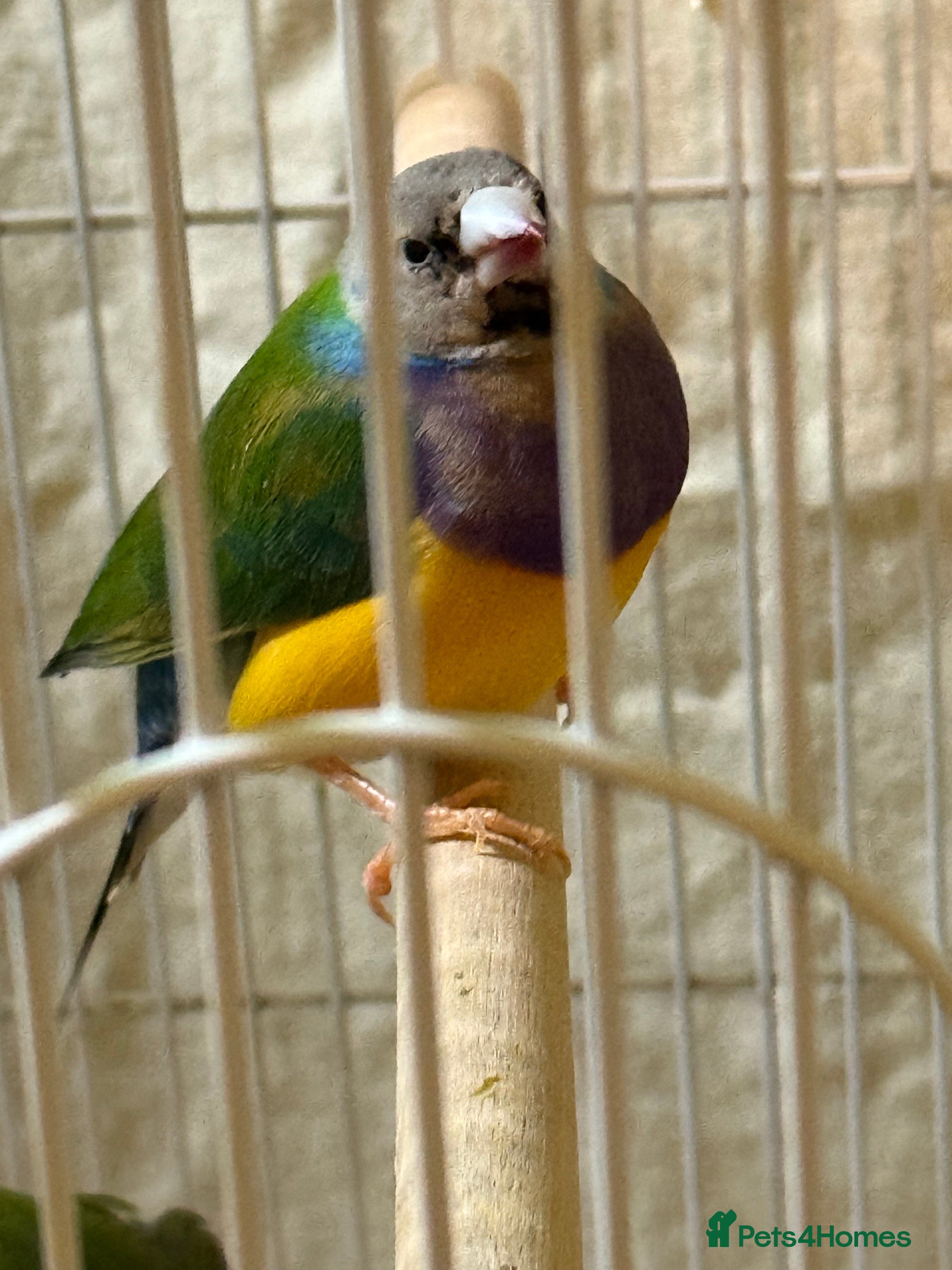 Finches birds 6 months old male and female gourdians - Advert 3