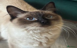 Ragdoll cats for sale: Two Beautiful girls  - Image 9