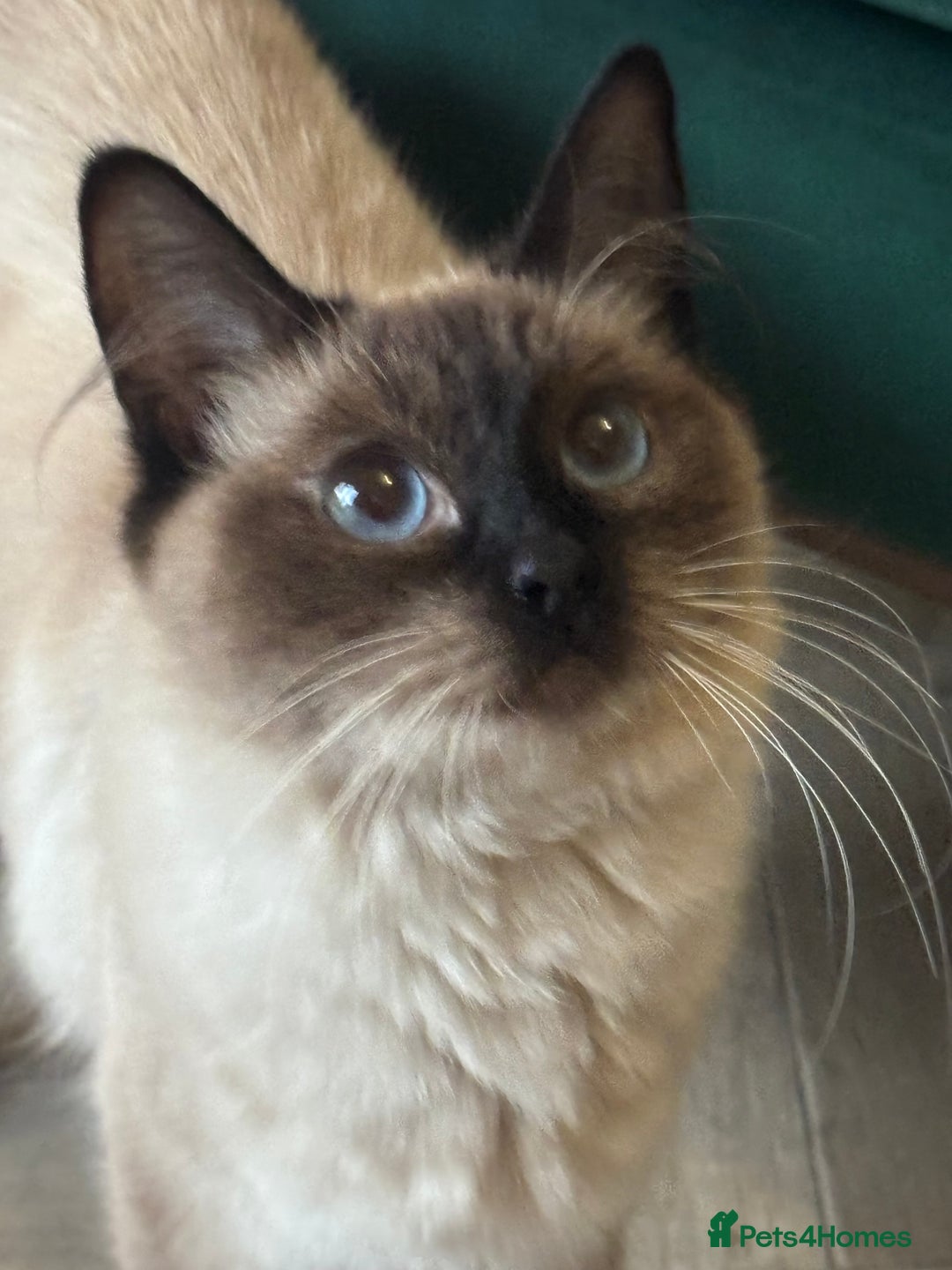 Ragdoll cats for sale: Two Beautiful girls  - Image 9