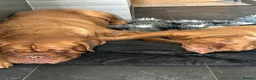 Dogue De Bordeaux dogs for sale: One male pup - Advert 1