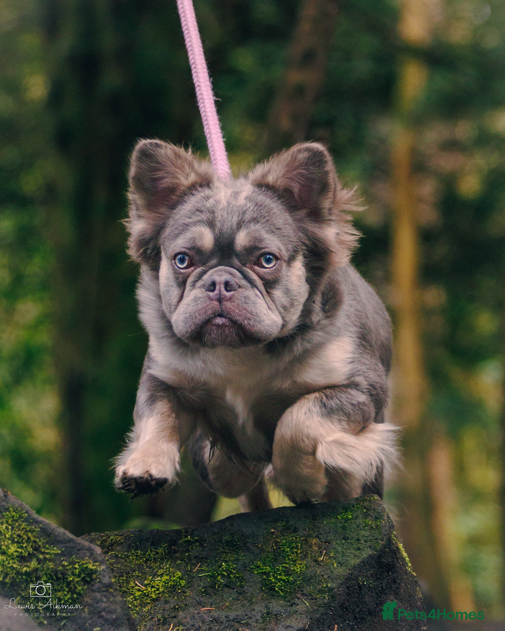 French Bulldog dogs french bulldog fluffy stud  in Glasgow - Advert 1