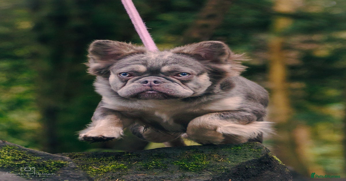 Fluffy French Blue French Bulldog Stud Fluffy French Frenchie Stud