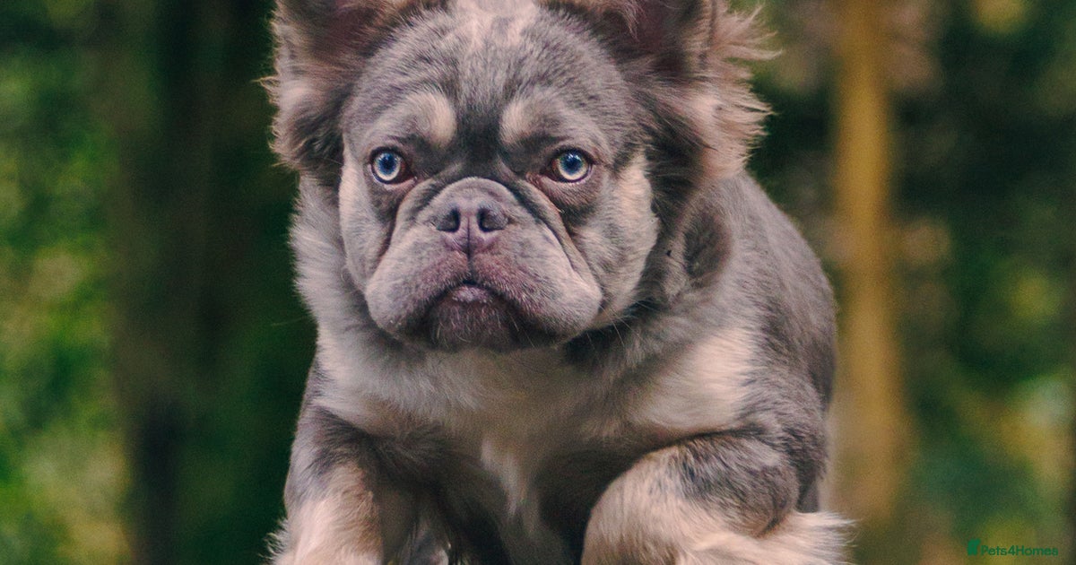 Fluffy French Blue French Bulldog Stud Fluffy French Frenchie Stud