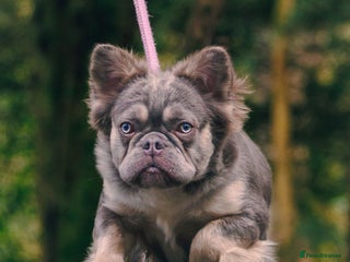 French Bulldog dogs in Glasgow - Advert 6