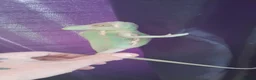 Chameleon reptiles for sale: Veiled chameleons  - Advert 16