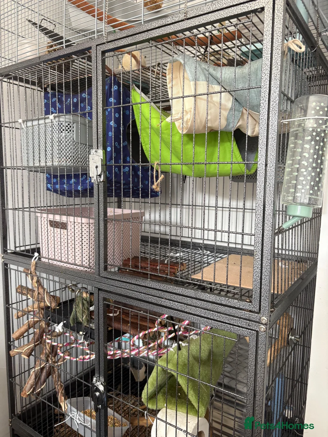 Rat rodents for sale: 5 male pet rats  in Hull - Advert 1
