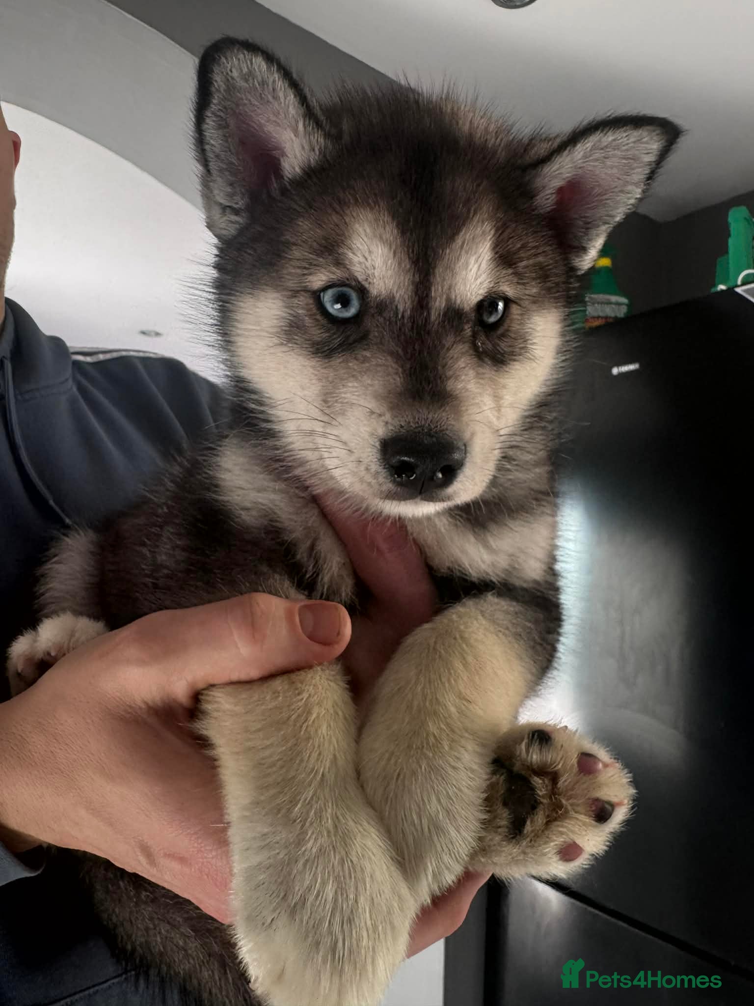 Siberian Husky dogs Siberian Husky puppies 3 girls 1 boy - Advert 15