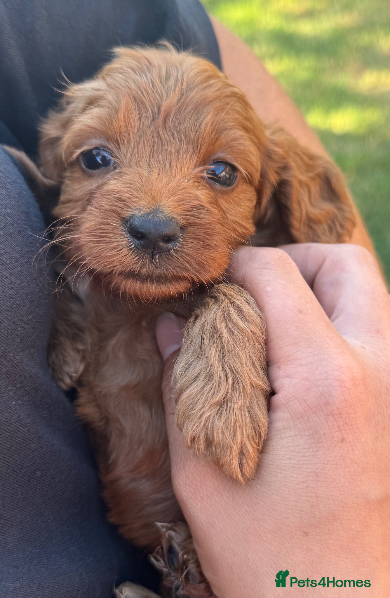 Cockapoo dogs Beautiful litter of Cockapoo Puppys 6 Girls  - Advert 1