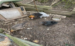 Hens poultry for sale: Bantams for sale - Image 4