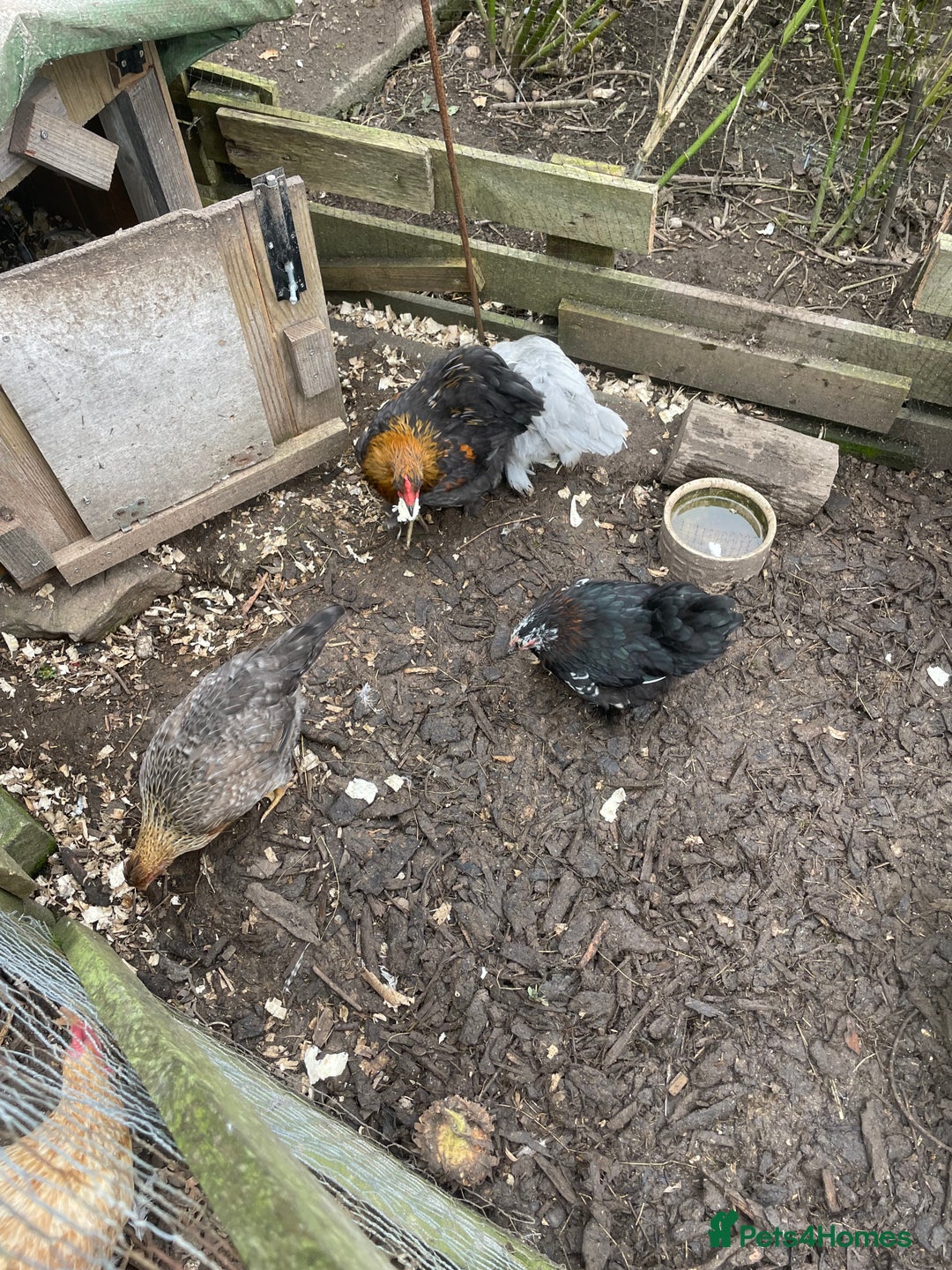 Hens poultry for sale: Bantams for sale - Image 4