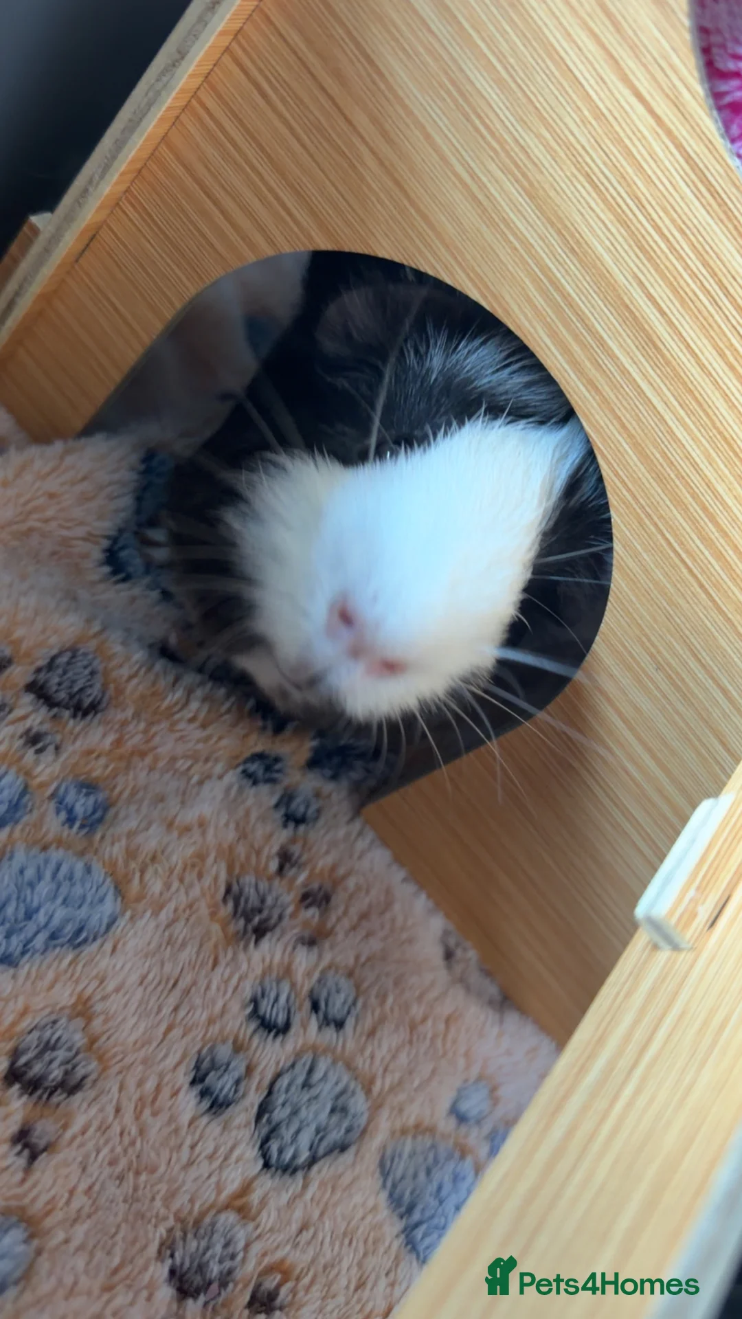 Guinea Pig rodents for sale: 2 male guinea pigs  - Advert 2