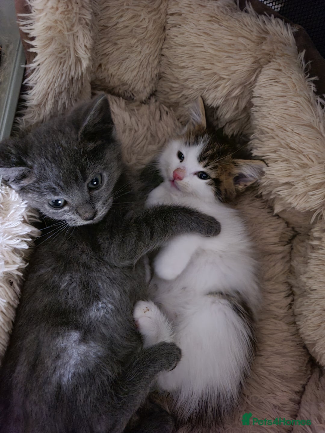 Mixed Breed cats for sale: 4 beautiful kittens  - Advert 2