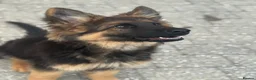 German Shepherd dogs for sale: Pure show line German Shepherd  - Advert 14