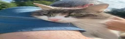 Ragdoll cats for sale: Ragdoll mixed breed kittens for sale in Thetford - Advert 25
