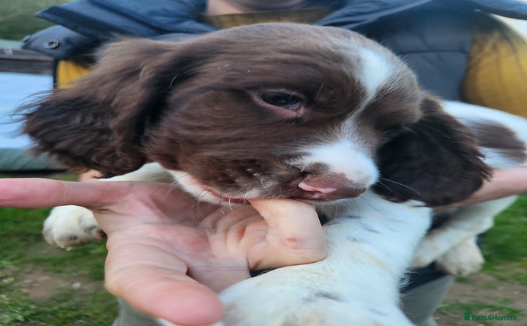 English Springer Spaniel dogs - Advert 5