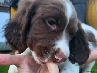 English Springer Spaniel dogs for sale - Advert 1