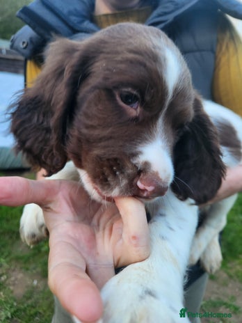 English Springer Spaniel dogs - Advert 1