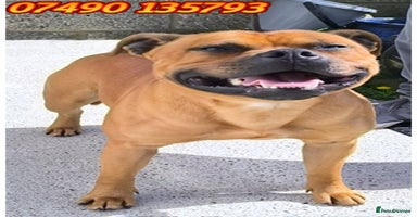 Staffordshire Bull Terrier dogs - Advert 1