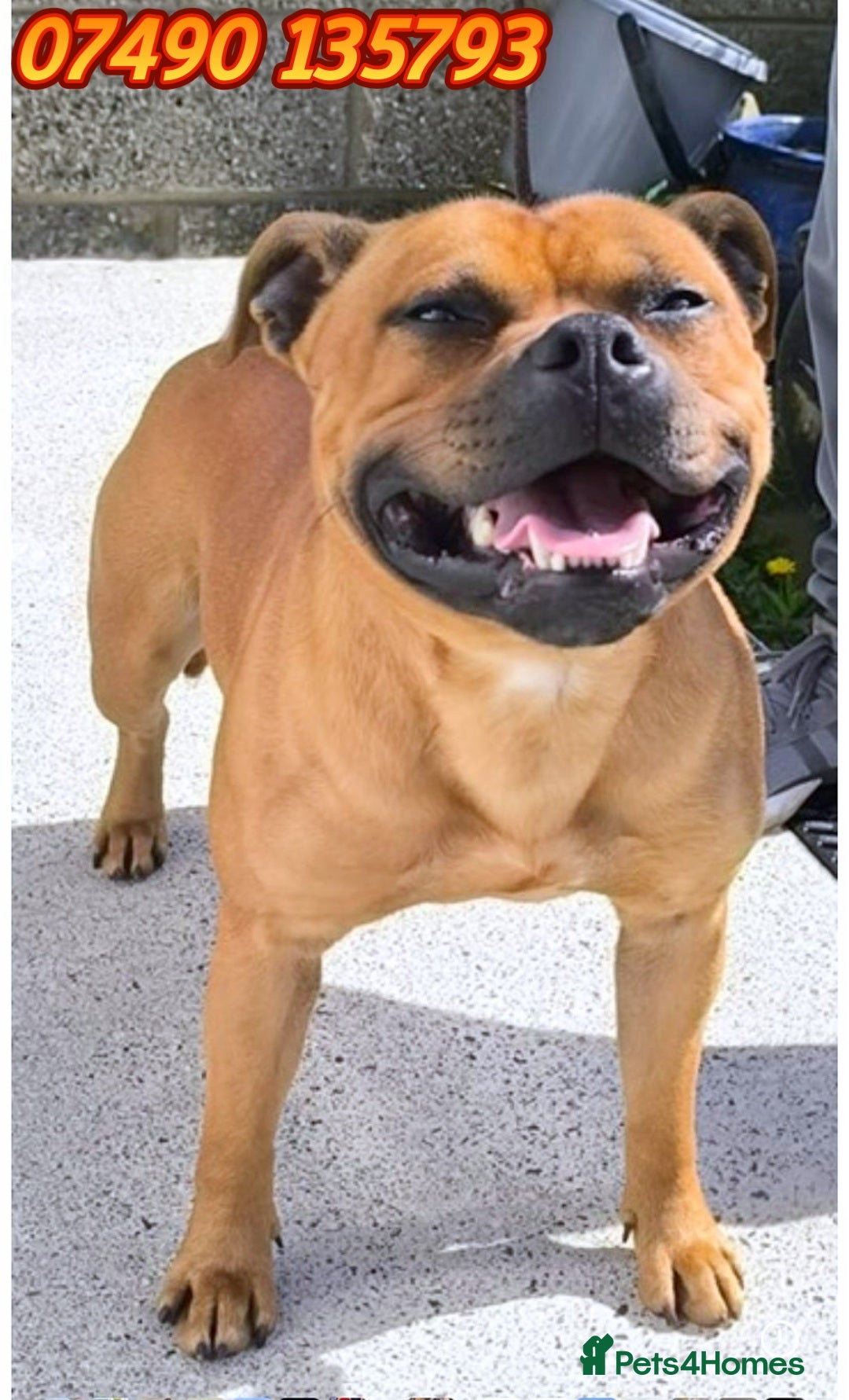 Staffordshire Bull Terrier dogs for stud: SCOOBY NOW AVAILABLE FOR STUD IN THE UK - Image 3