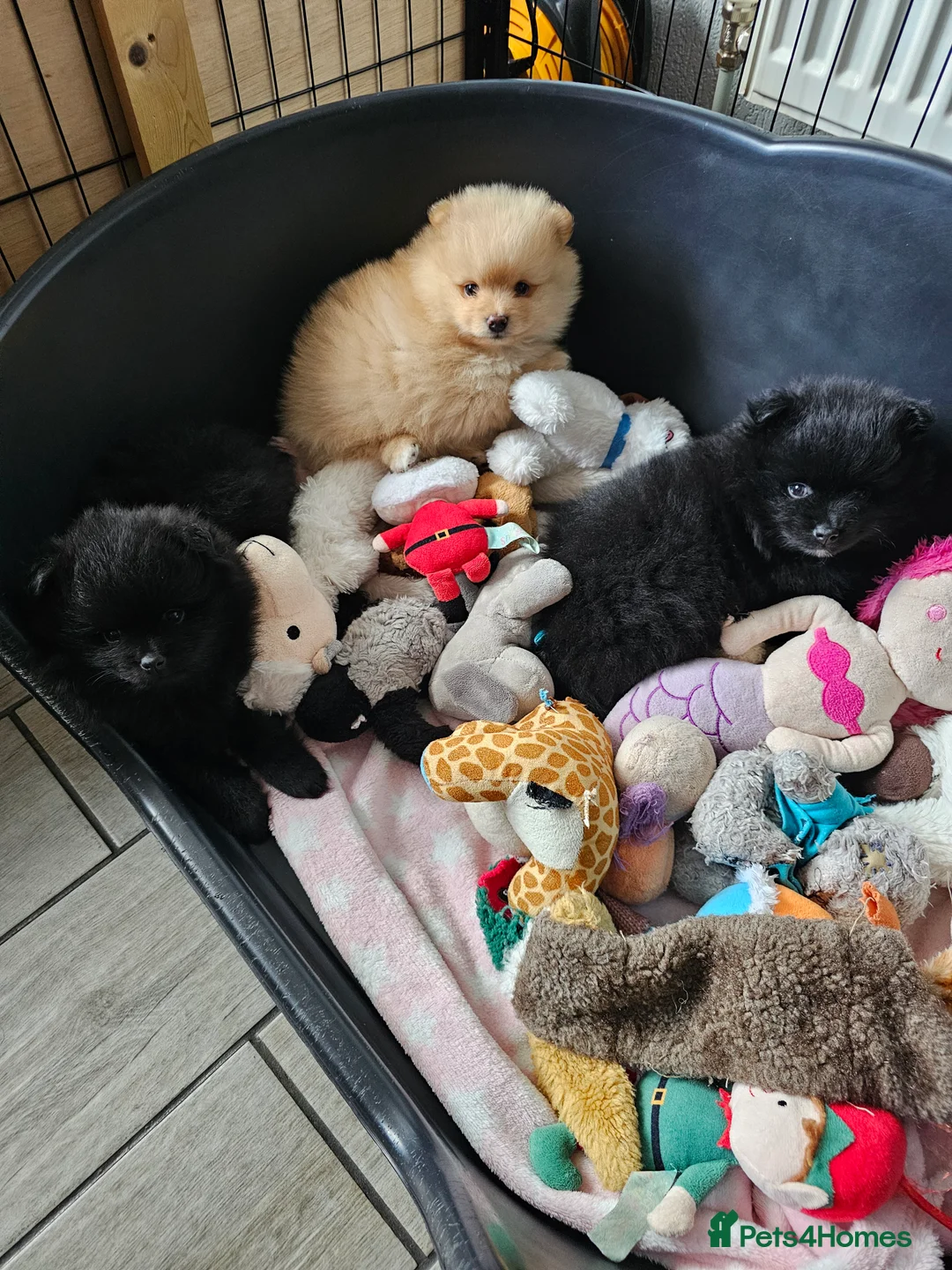 Pomeranian dogs for sale: 3 KC HANDSOME POMERANIAN BOYS - Advert 28