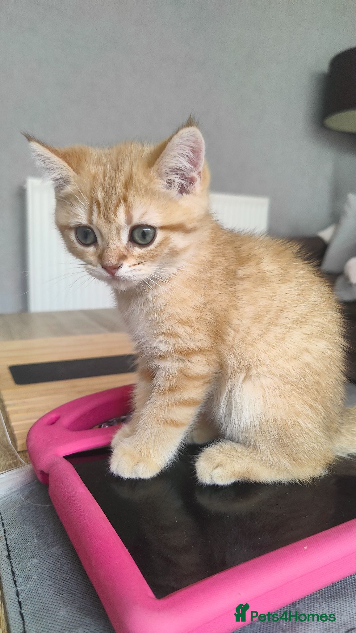 British Shorthair cats Beautiful British Shorthair Kittens for Sale  - Advert 14