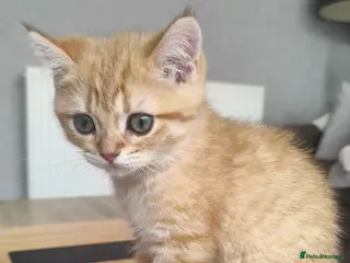 British Shorthair cats Beautiful British Shorthair Kittens for Sale - Advert 4
