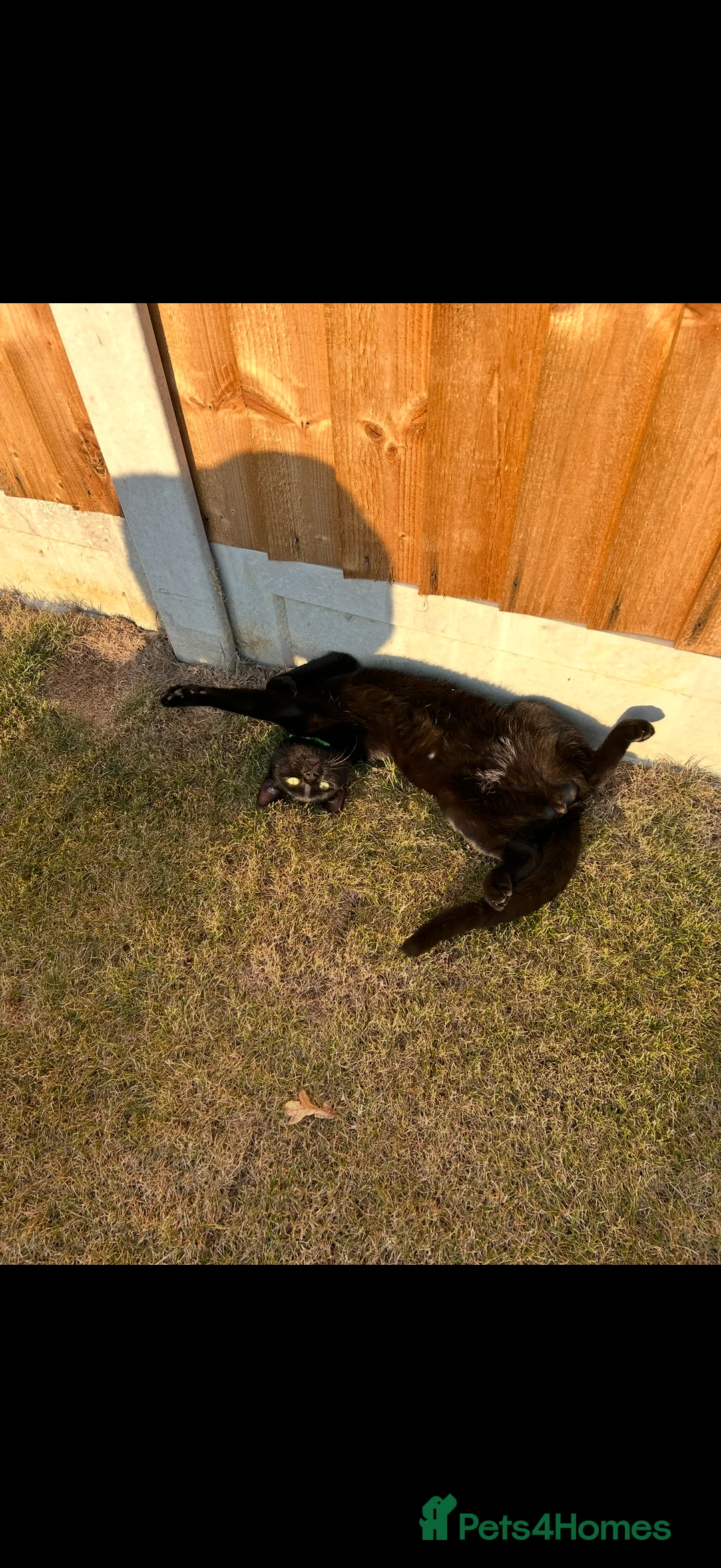 Mixed Breed cats for sale: Lovely 1 year old male at for rehoming in Clacton-on-Sea - Advert 2