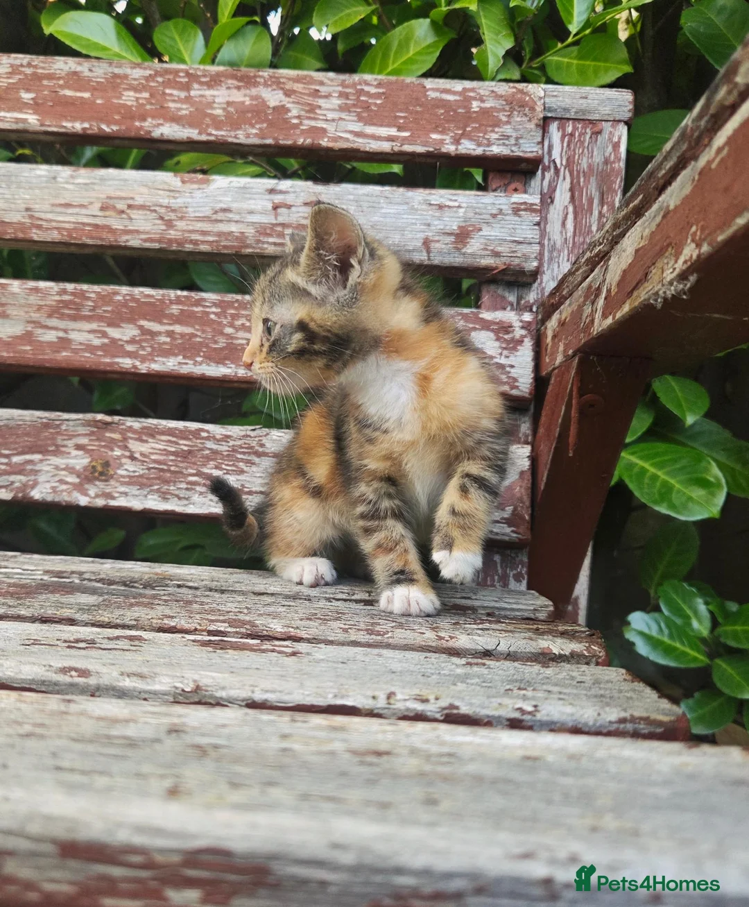 British Shorthair cats for sale: Beuatiful black, ginger and white kitten. - Advert 2