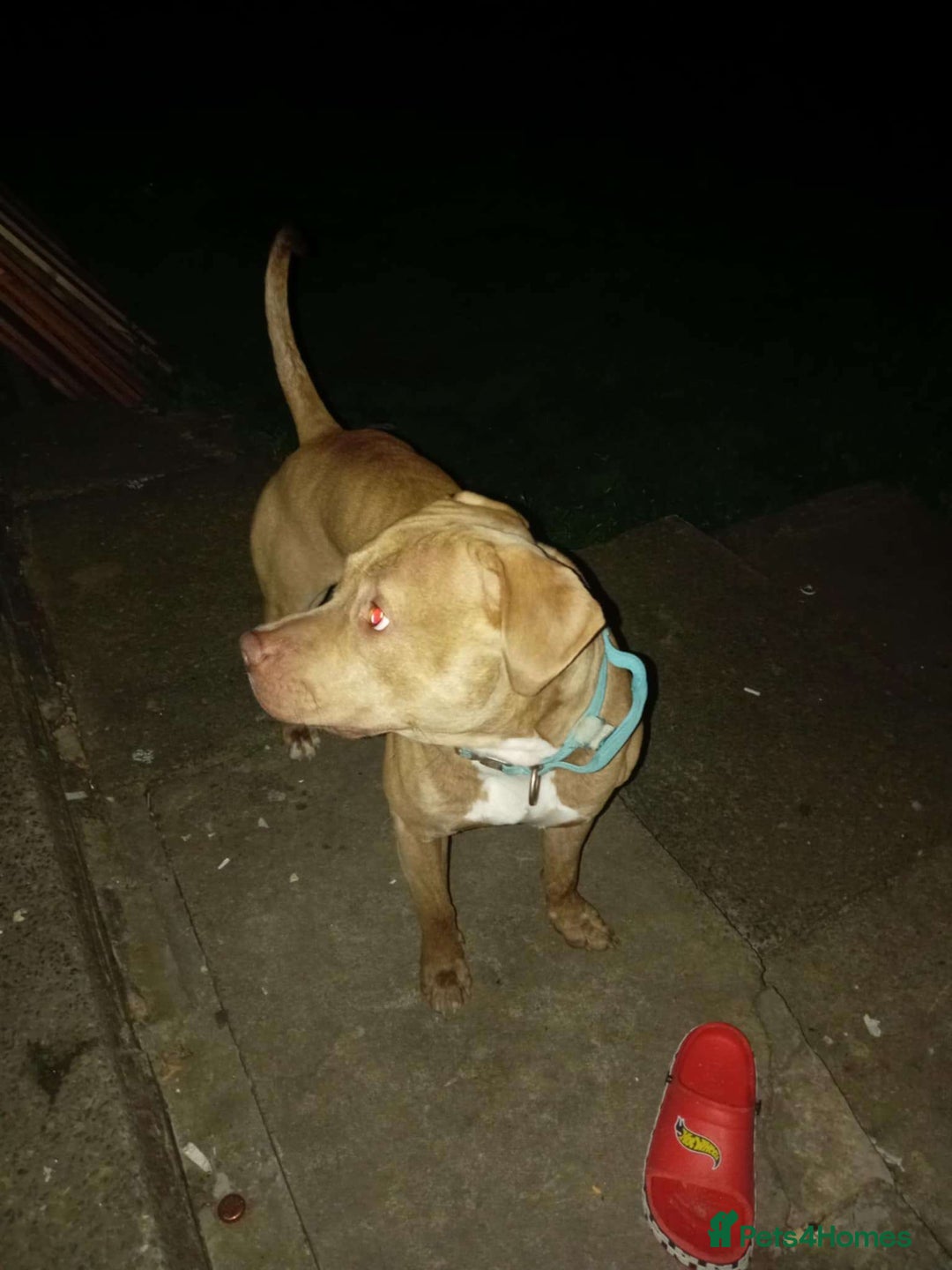 Staffordshire Bull Terrier dogs for sale: Staffordshire bull terrier for rehoming  - Image 4