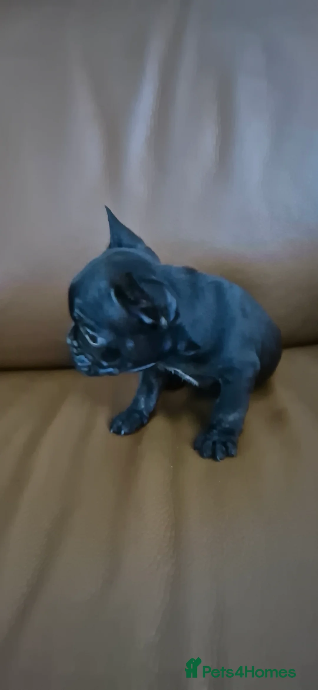 French Bulldog dogs for sale: Frenchie puppies ready to go - Advert 5