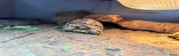 Tortoise reptiles for sale: Two Leopard Tortoise with setup - Advert 9