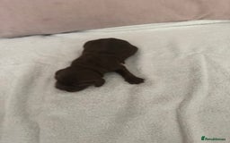 Cocker Spaniel dogs for sale: Cocker spaniel Puppies  - Advert 6