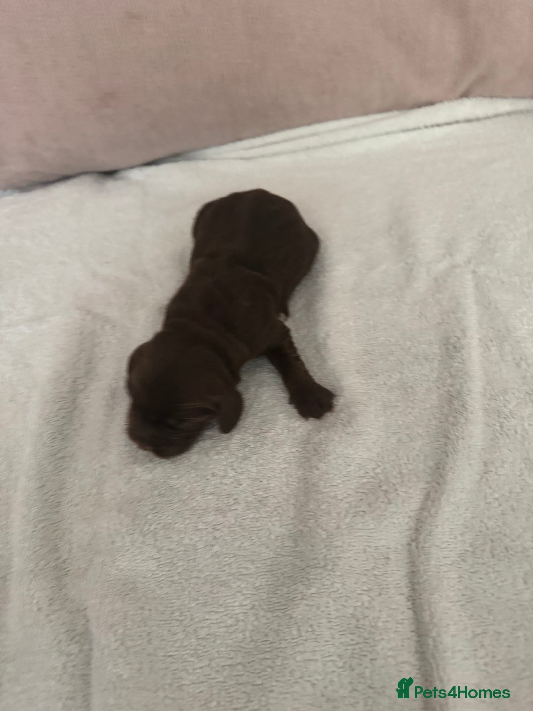 Cocker Spaniel dogs for sale: Cocker spaniel Puppies  - Advert 6