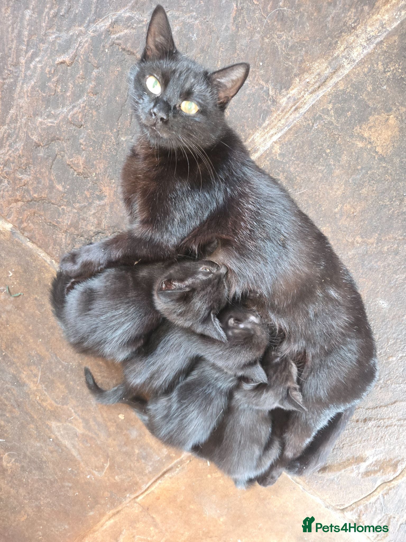 Mixed Breed cats Beautiful black kittens for sale. - Advert 8