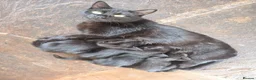 Mixed Breed cats for sale: Beautiful black kittens for sale. - Advert 1