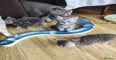 British Shorthair cats - Advert 15