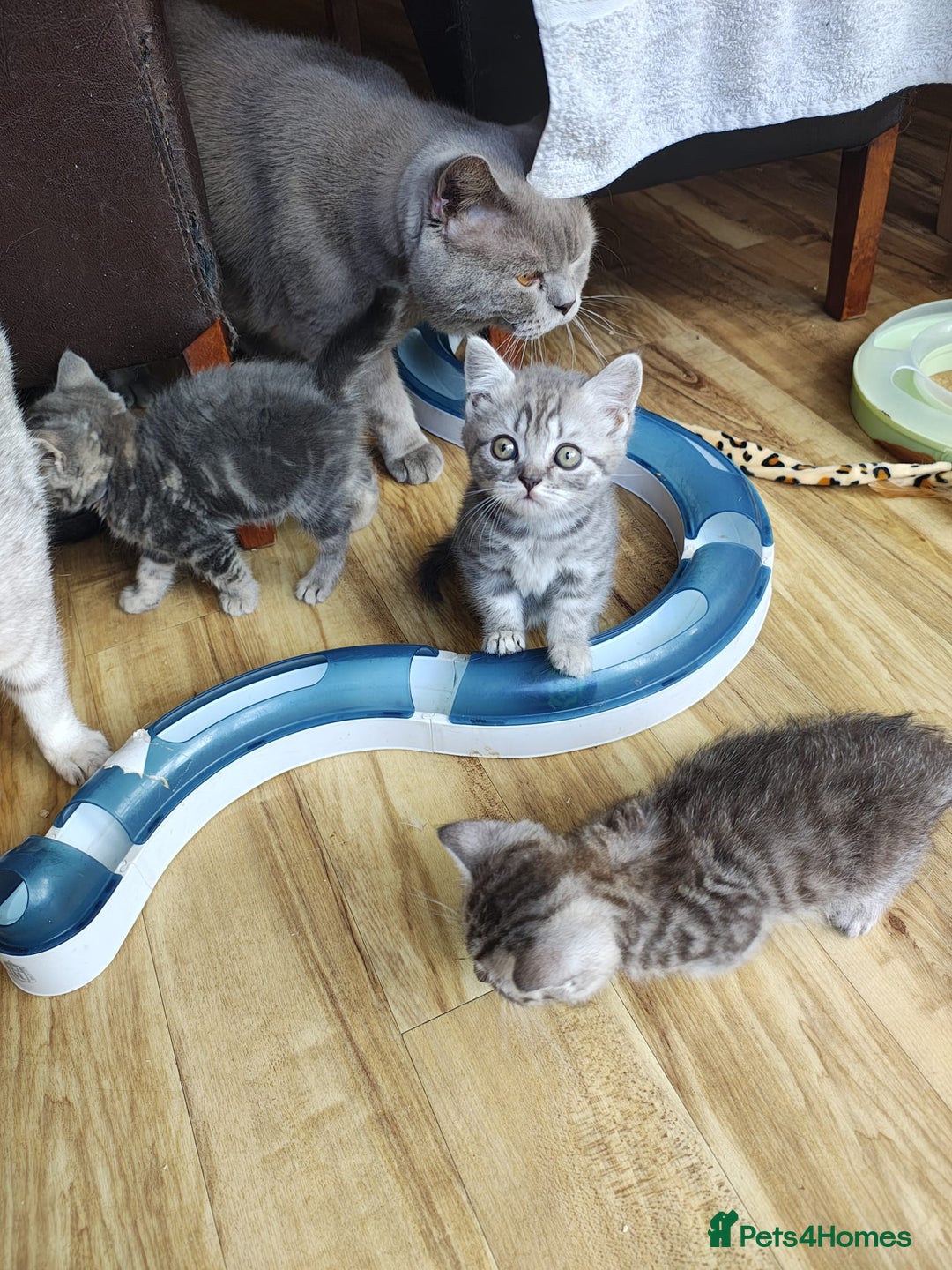 British Shorthair cats for sale: Pedigree British Shorthair kittens - Image 2