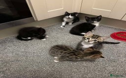 British Shorthair cats for sale: 5 cute cats  - Image 13