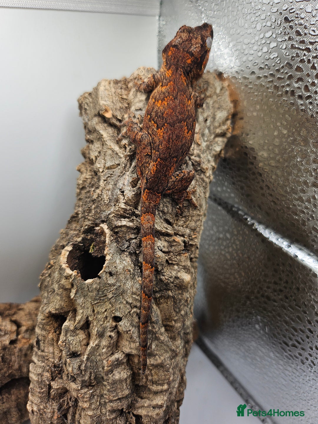 Gecko reptiles for sale: 5 Gargoyle Gecko Babies for sale - Image 6